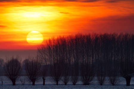 Beautiful sunset with a row of willows in winterの写真素材