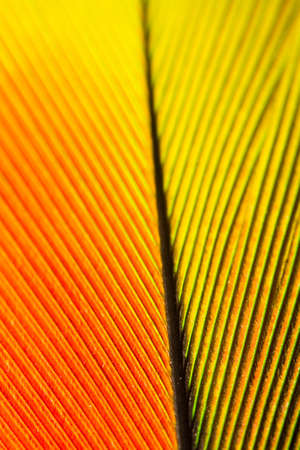 Macro shot of a feather from a green amazone parrotの写真素材