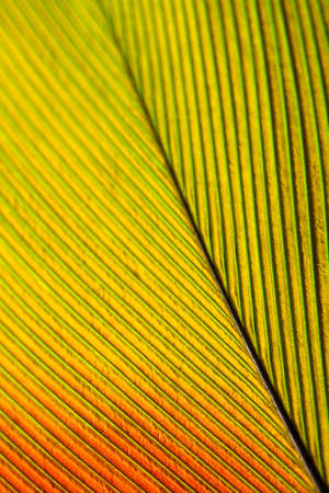 Macro shot of a feather from a green amazone parrotの写真素材