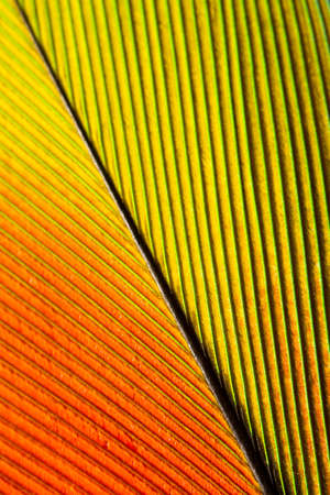 Macro shot of a feather from a green amazone parrotの写真素材