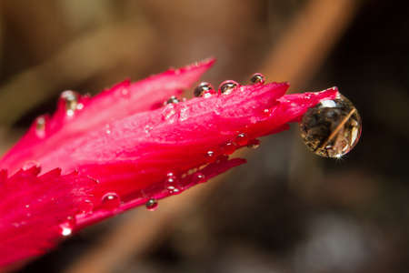 Macro shot of a beautiful pink plant with morning dew on itの写真素材