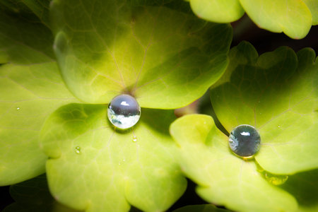 Dreamy scene of a macro shot of beautiful water drops on a leave