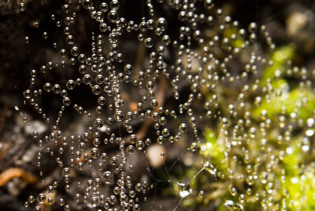 Dew drops in a spiders web, macro shot