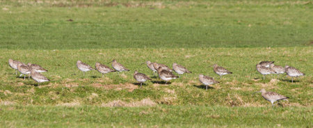 Flock of Curlews, numenius arquataの写真素材