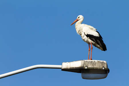 The White Stork  Ciconia ciconia  on a street lightの写真素材