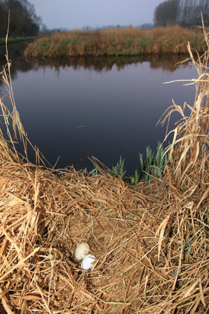 A geese nest in the wild with eggsの写真素材