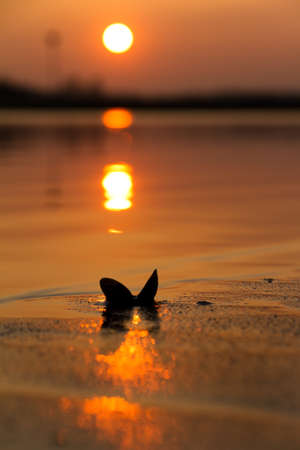 Shell at sunset on the shore of the river Rhine in the Netherlandsの写真素材