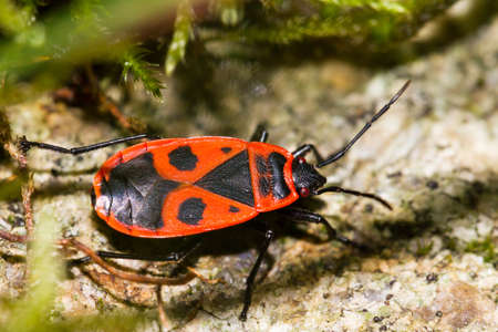 Shieldbug, Pyrrhocoris apterus, in the wild in Switzerlandの写真素材