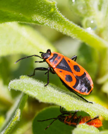 Two fire bugs on a leaf, one on top the other on the bottomの写真素材