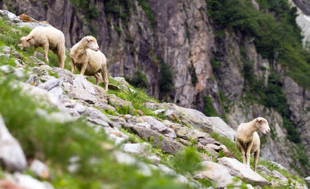 A couple of mountain sheeps looking after their young in the mountainsの写真素材