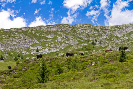 Fresh green meadow in the Swiss alps with grazing cowsの写真素材