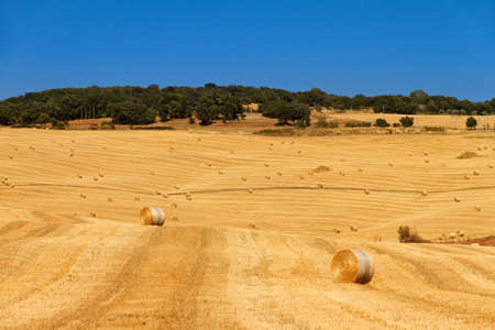 Beautiful Tuscan landscape on a clear summer day in Italyの写真素材