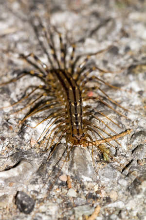 Scutigera coleoptrata, house centipede, common in south europeの写真素材