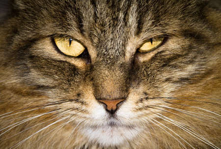 Norwegian Forest Cat close up portraitの写真素材