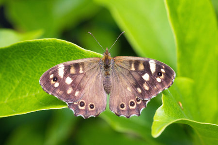 The Speckled Wood  Pararge aegeria  butterfly