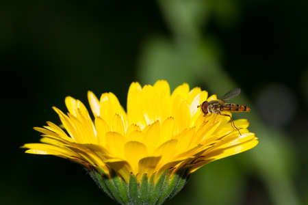 Hoverfly hovering above a Calendula flowerの写真素材
