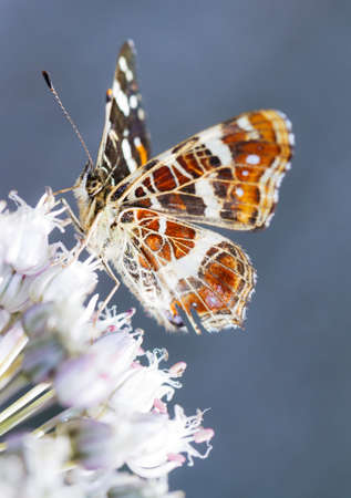 The Map  Araschnia levana  butterfly on an onion flower in summerの写真素材