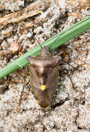 Top view of the forest bug, Pentatoma rufipes  Beautiful shield bug on a halm of grass in the Netherlandsの写真素材
