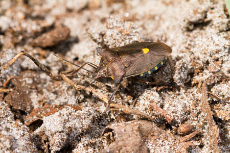 The forest bug, Pentatoma rufipes  Beautiful shield bug in the sand in the Netherlandsの写真素材