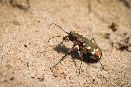 Cicindela hybrida, also known as the northern dune tiger beetleの写真素材