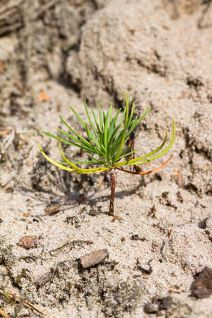 Small new tree growing in the sand of the dunes in the Netherlandsの写真素材