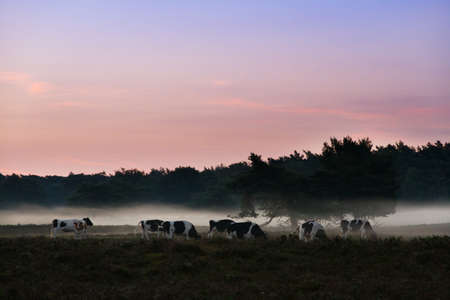 Foggy landscape with grazing cows in a field in the Netherlands at sunriseの写真素材