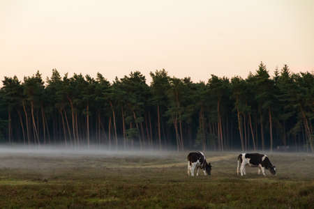 Early morning cows in a foggy heathland landscape in the Netherlandsの写真素材