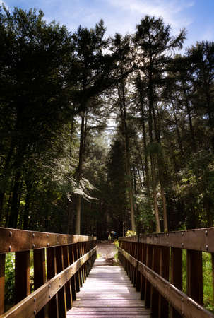 Foot bridge perspective in the forest on a dark and rainy day at the end of summer in the  Fochteloerveen  in the Netherlandsの写真素材