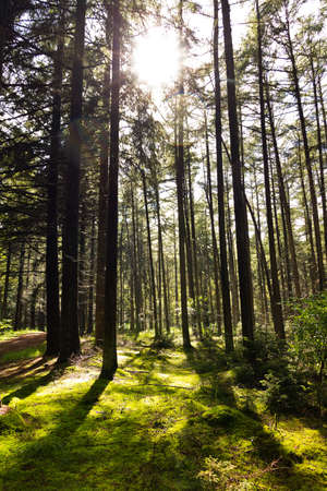 Sun light shining trough the trees in a beautiful forest in the Netherlandsの写真素材