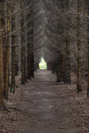 Dark footpath in a spooky grey forest in the Netherlandsの写真素材