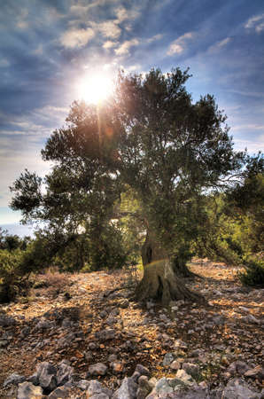 Beautiful big old olive tree in the landscape of Pag, Croatia  の写真素材