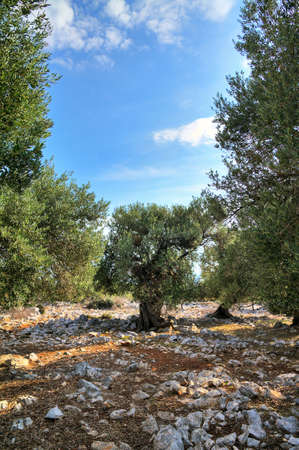 Beautiful old olive tree in the landscape of Pag, Croatia  HDRの写真素材