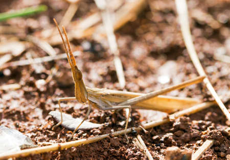 Slant-faced grasshopper in Croatia, very well camoflagedの写真素材