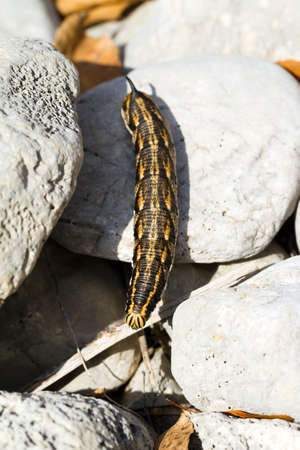 Large caterpillar in the Sphingidae family of moths  Lepidoptera   Possibly  Agrius convolvuli  ,  Convolvulus Hawk-mothの写真素材