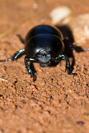 Front view on a beetle from the Geotrupidae family and the Geotrupes genus in Croatia  の写真素材