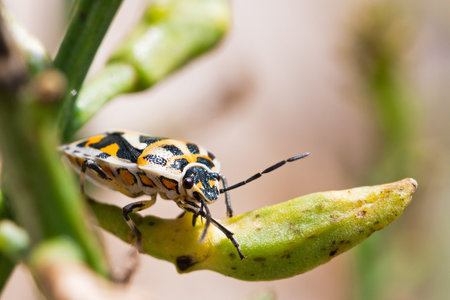 Shieldbug close up in Croatia, looks like the harlequin bug  Murgantia histrionica , a pest in gardensの写真素材