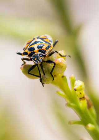 Shieldbug in Croatia, possibly the harlequin bug  Murgantia histrionica , a pest in gardensの写真素材