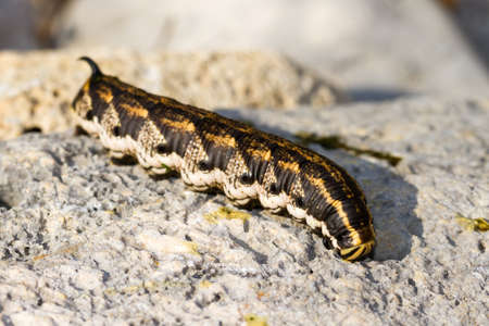 Large caterpillar in the Sphingidae family of moths  Lepidoptera   Possibly  Agrius convolvuli  ,  Convolvulus Hawk-mothの写真素材