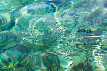 Fishes swimming at the surface in a tropical sea