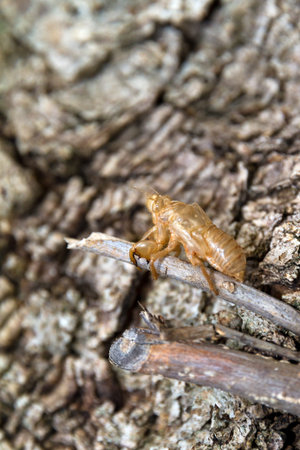 Empty skin of a Cicada on a tree