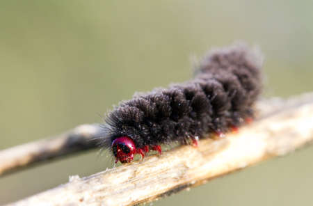 Black caterpillar with a red head in summer in Croatiaの写真素材
