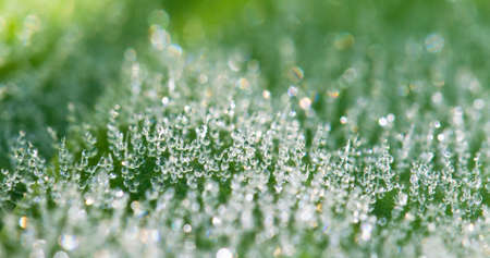 Shallow depth of field macro image of a leaf with morning dew on itの写真素材