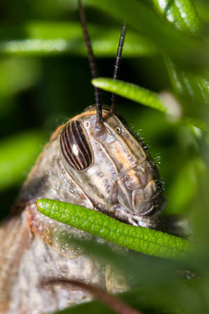 Close up of a big grasshopper hiding in the grassの写真素材