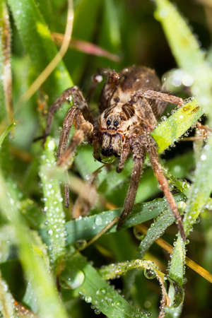 Wolf spider, likely Hogna radiata, covered in dew early in the morning in the south of europeの写真素材