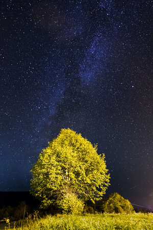 Tree lit by street lights with the milky way above itの写真素材
