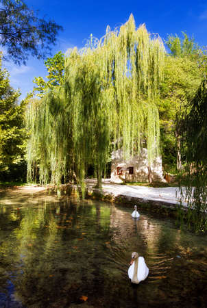 Swans swimming in a pond with a beautiful willow next to it in Krka national park in Croatiaのeditorial素材