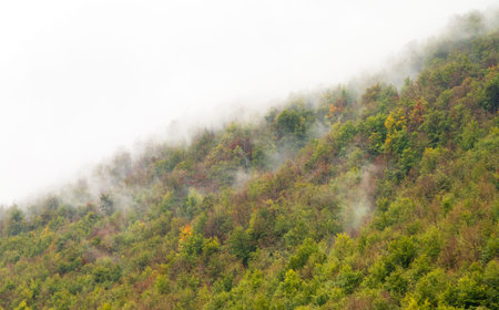 Autumn forest with a thick layer of clouds above it