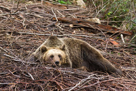 Eurasian Brown bear  Ursus arctos arctos  resting in the forest in Croatia in Velebit national parkの写真素材