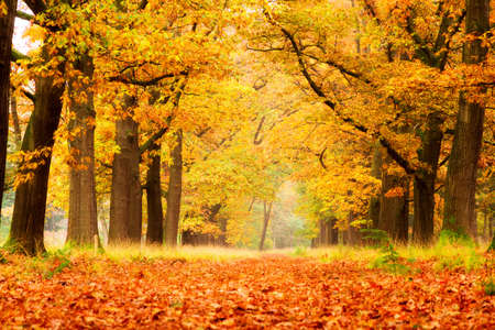 Beautiful autumn forest in national park  De hoge Veluwe  in the Netherlandsの写真素材