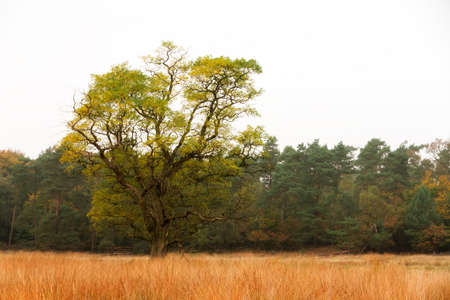 Autumn tree on the edge of the forest in national park  De hoge Veluwe  in the Netherlandsの写真素材